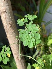 Moringa oleifera
