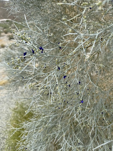 iNaturalist observation photo of Smoketree