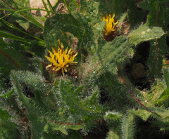 Centaurea benedicta
