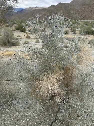 iNaturalist observation photo of Smoketree