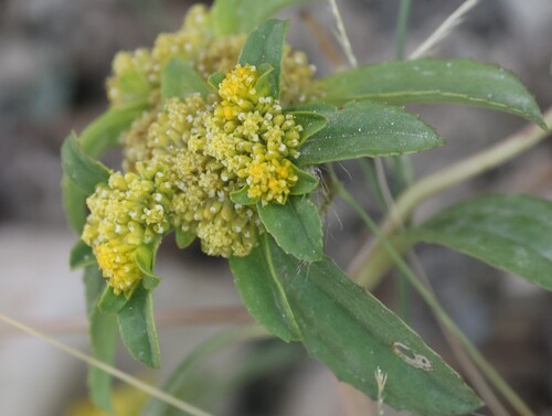 clustered yellowtops