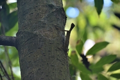 Draco melanopogon