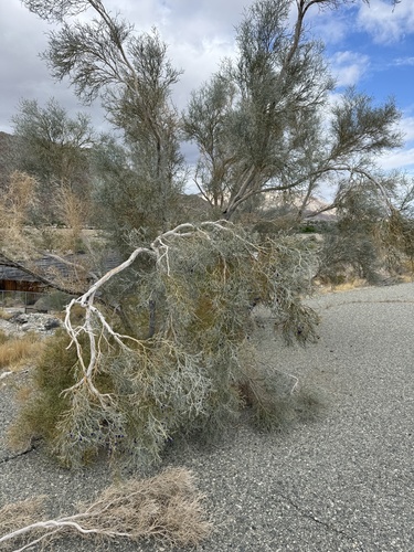 iNaturalist observation photo of Smoketree