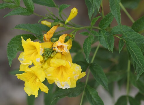 yellow trumpet flower