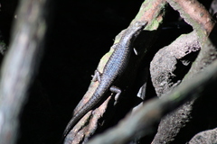 Emoia atrocostata