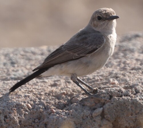 Blackstart
