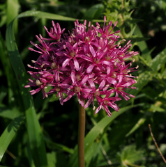 Allium aschersonianum