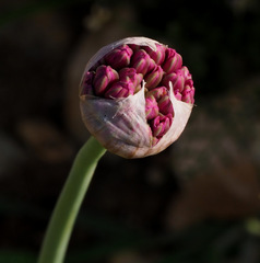 Allium aschersonianum