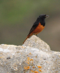 Phoenicurus ochruros rufiventris