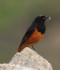 Phoenicurus ochruros rufiventris