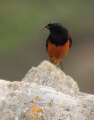Phoenicurus ochruros rufiventris