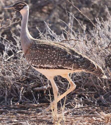 Heuglin's Bustard