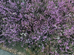 Ericeae