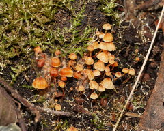 Xeromphalina leonina