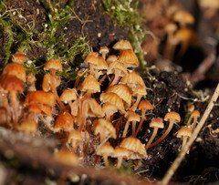 Xeromphalina leonina
