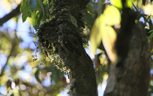 Maritime Striped Squirrel