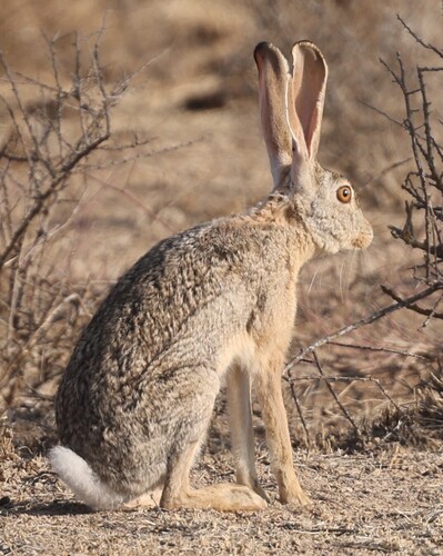 Cape Hare