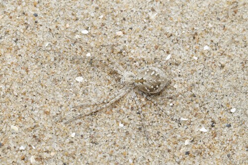 Sand Running Spider, Bloemendaal, Nederland, photo 3 of 10