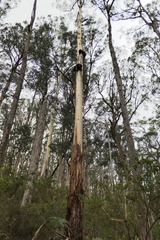 Eucalyptus cypellocarpa