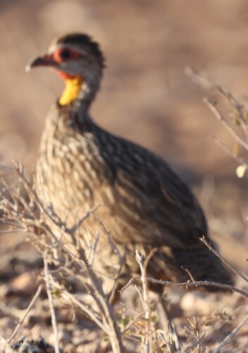 Yellow-necked Spurfowl