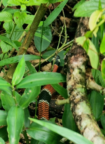 Aesculapian False Coral Snake