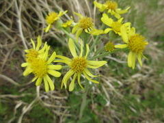 Tephroseris kirilowii