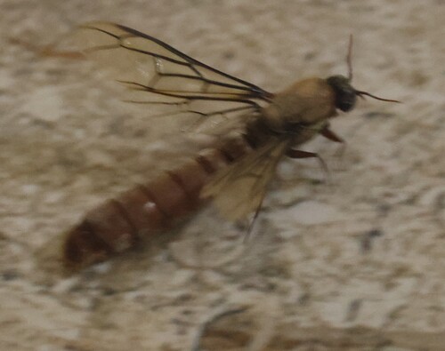 Dorylus fulvus