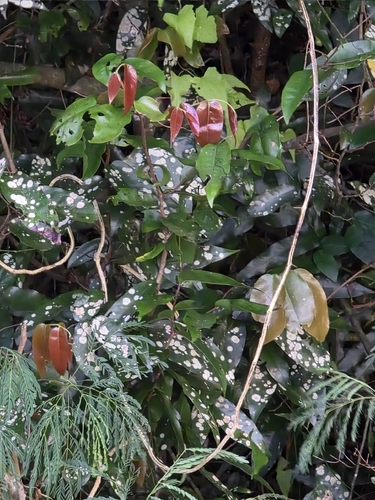 Meiogyne cylindrocarpa observed 2026-04-12