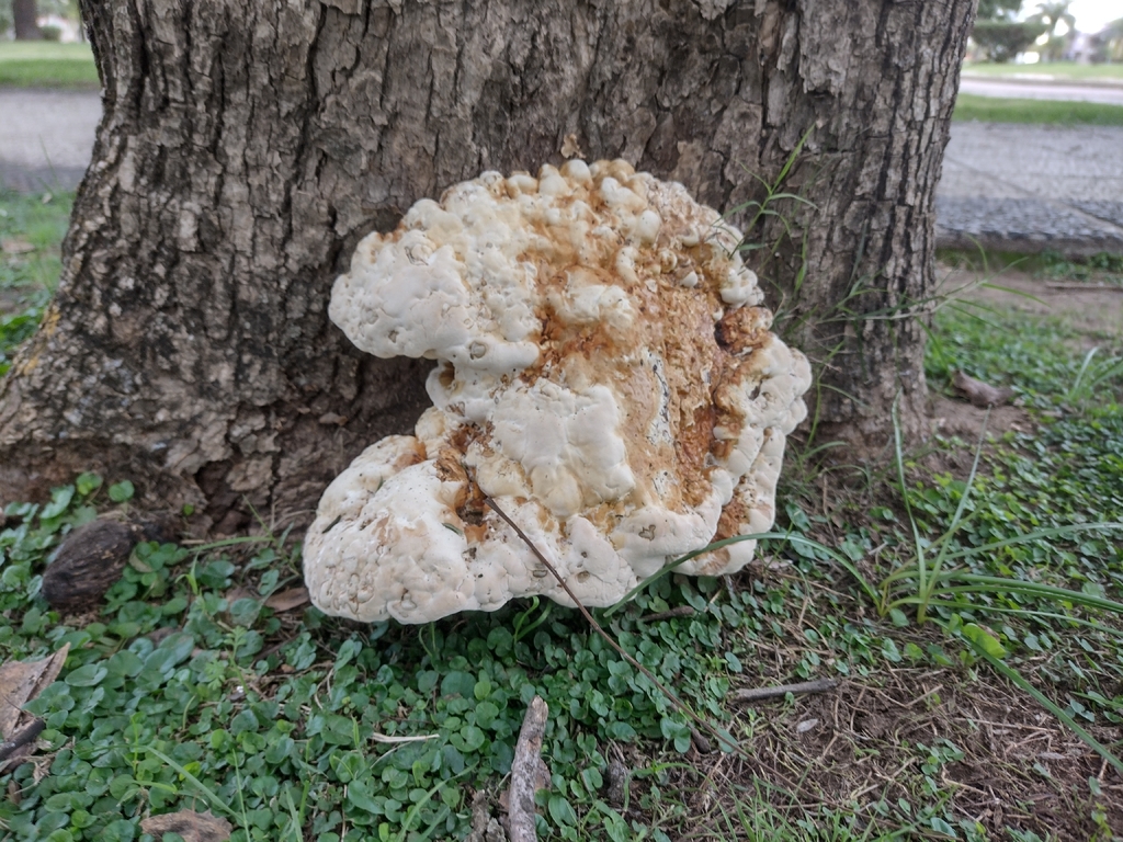 Ganoderma polychromum · April 2026 · photo: © lechuzoologo (iNaturalist, cc-by)
