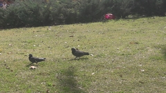 Columba livia domestica