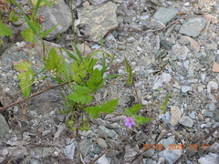 Erodium laciniatum