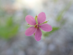 Erodium laciniatum