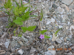Erodium laciniatum