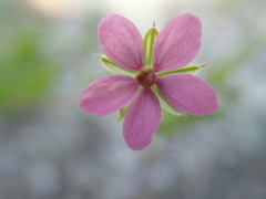 Erodium laciniatum