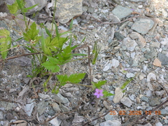 Erodium laciniatum