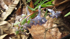 Corydalis turtschaninovii