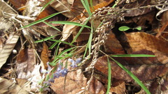 Corydalis turtschaninovii