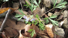 Corydalis turtschaninovii
