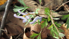 Corydalis turtschaninovii