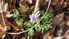 Corydalis turtschaninovii