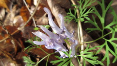 Corydalis turtschaninovii