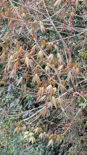 Acer campbellii, photograph 1