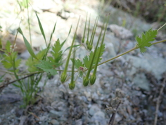 Erodium laciniatum