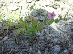 Erodium laciniatum
