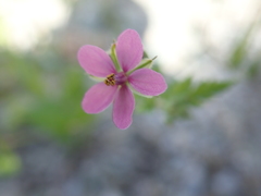 Erodium laciniatum