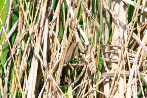 Common Reed Warbler (Acrocephalus scirpaceus), photo 4