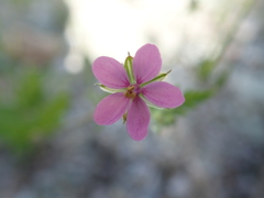 Erodium laciniatum