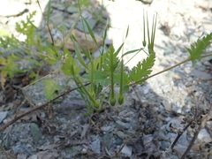Erodium laciniatum