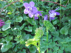 Aquilegia flabellata
