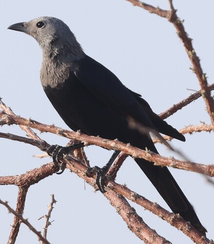 Somali Starling